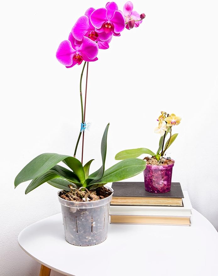 rePotme Orchid Pot - 8 inch Slotted Orchid Pots with Holes - 3 Pack (Blue Sapphire)