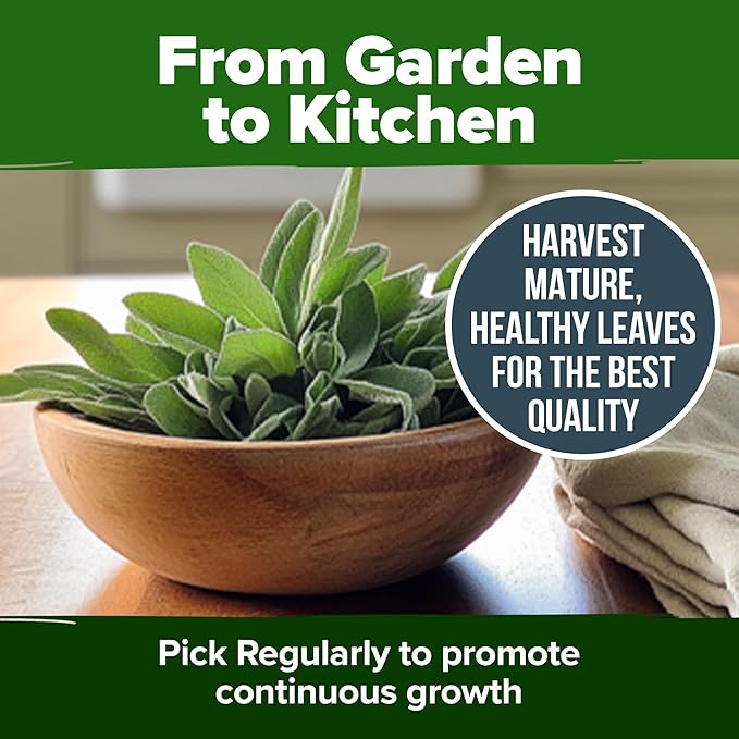 HOME GROWN White Sage Seeds 646 Pack π‘π’π‘-ππ π’, π¨π¦π-π¦π’π¨π₯πππ Heirloom Seeds - Grow Aromatic Sage Plants for Your Herb Seeds Garden with Sage for Planting Outdoor or Indoor (Salvia apiana)