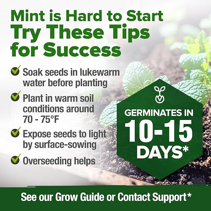 HOME GROWN Premium Common Mint Seeds (Bulk Pack) 3,600 π‘π’π‘-ππ π’ π¨π¦π Heirloom Herb Seeds, USA Sourced | Ideal for Planting Outdoors or Indoors for a Fresh Mint Tea Garden (Mentha spp)