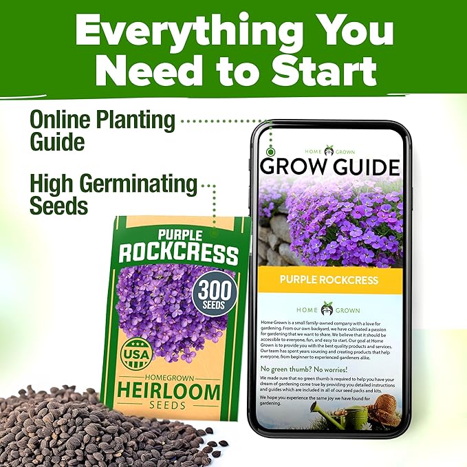 HOME GROWN π¨π¦π π£π₯ππ ππ¨π  Aubrieta Rock Cress Purple, Flowering Ground Cover Seed Pack, Perennial Cress Seeds for Planting Outdoor Lawn Gardens 300 π‘π’π‘-ππ π’ Aubrieta deltoidea Flower Seeds