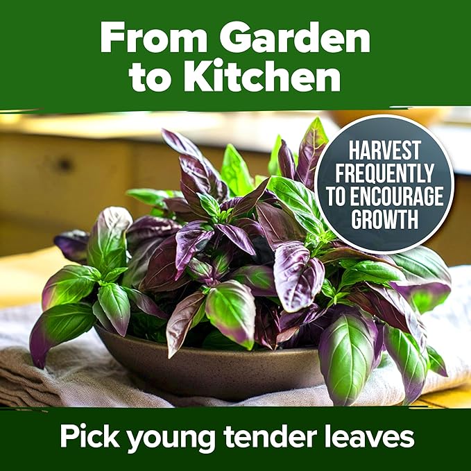HOME GROWN Thai Basil Seeds Pack - 876 High Germination π‘π’π‘-ππ π’ π¨π¦π Heirloom Herb Seeds for Planting,Ideal for Growing Fresh Basil Planting Indoor or Outdoor(Ocimum basilicum var.thyrsiflora)