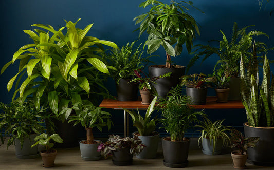 Sunlight Guide for Indoor Plants: Understanding Light for Happier Houseplants