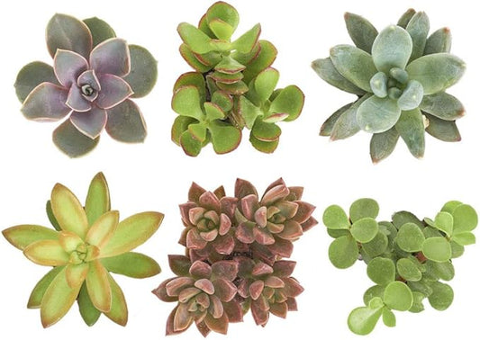 🌵 Shop Succulents: Unique Mini Plant Collection