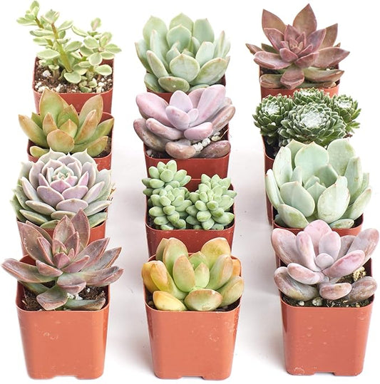 🌿 Shop Succulents Mini Succulent Plant Pack Collection