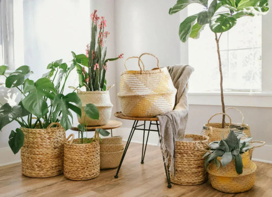 Best Planters & Pot Ideas for Stylish Home Décor