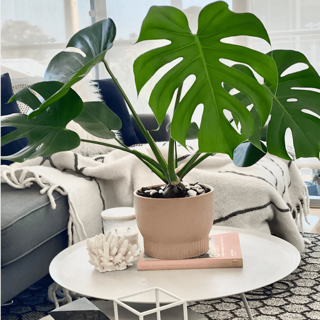 Beginner-Friendly Indoor Plants: 5 Houseplants Anyone Can Grow
