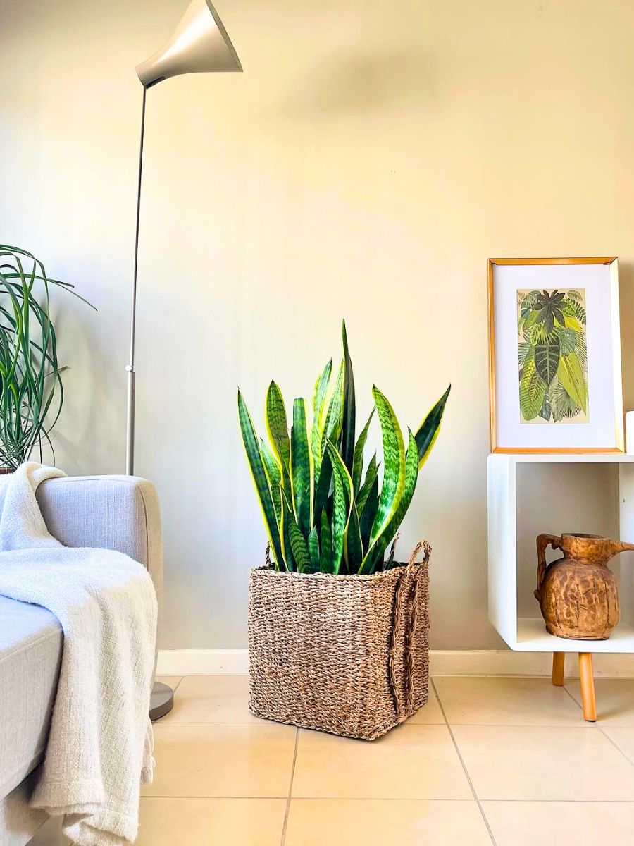 Best Air-Purifying Indoor Plants for a Healthier Home