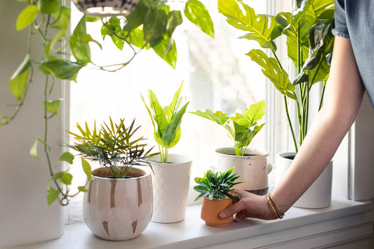 How to Water Houseplants Properly: A Simple Guide for Healthy Plants