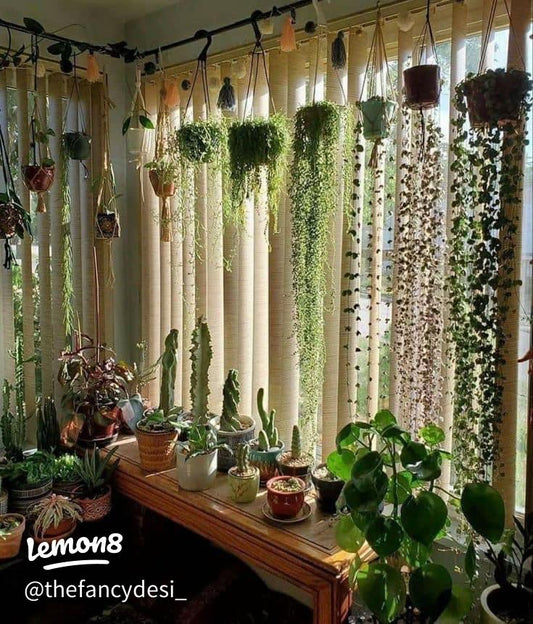 Indoor Plant Troubleshooting: Why Your Leaves Turn Yellow or Your Plants Droop