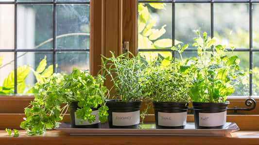 Fresh & Simple Herb Garden Ideas for Your Outdoor Space