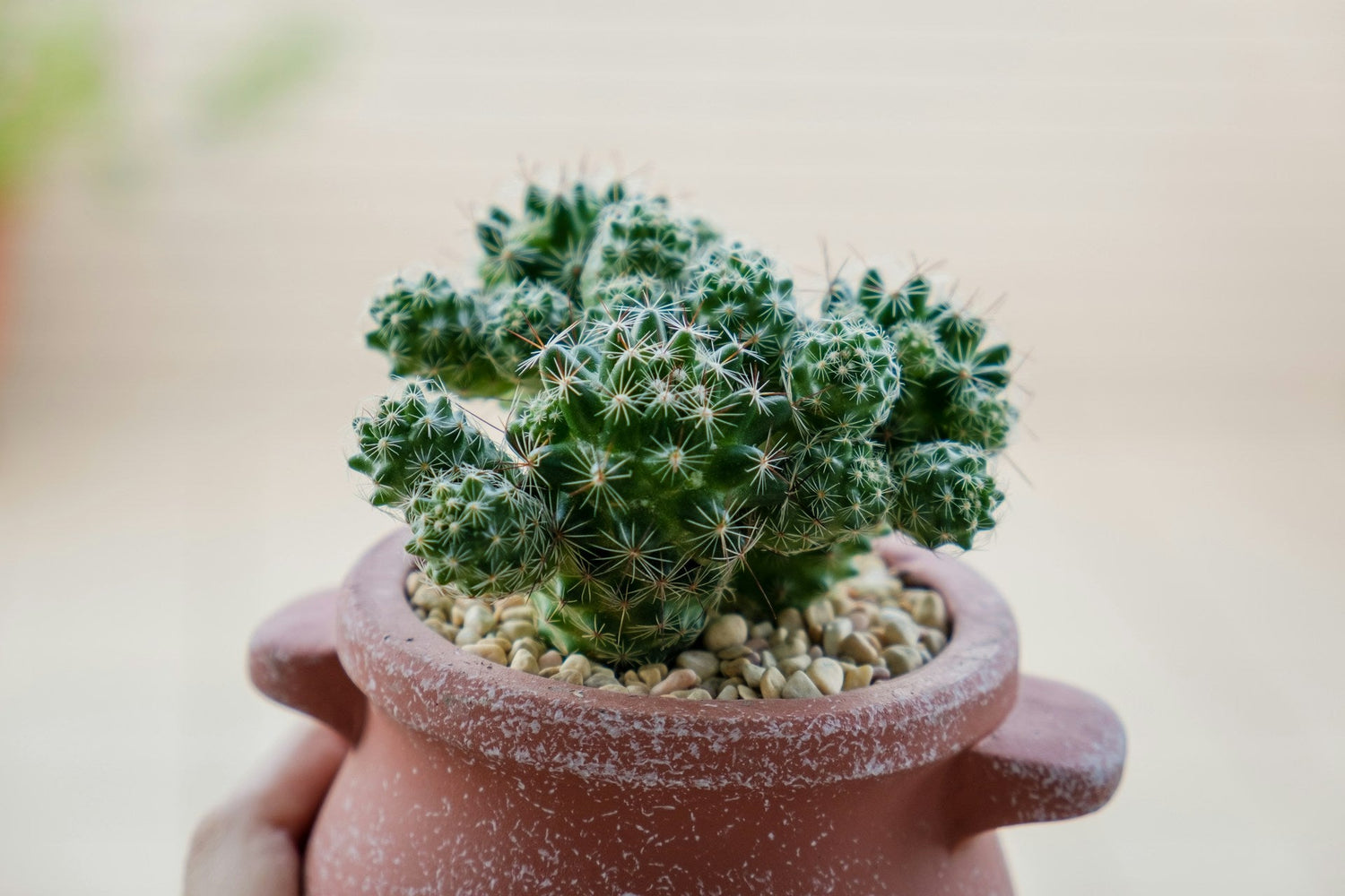 Eco Garden