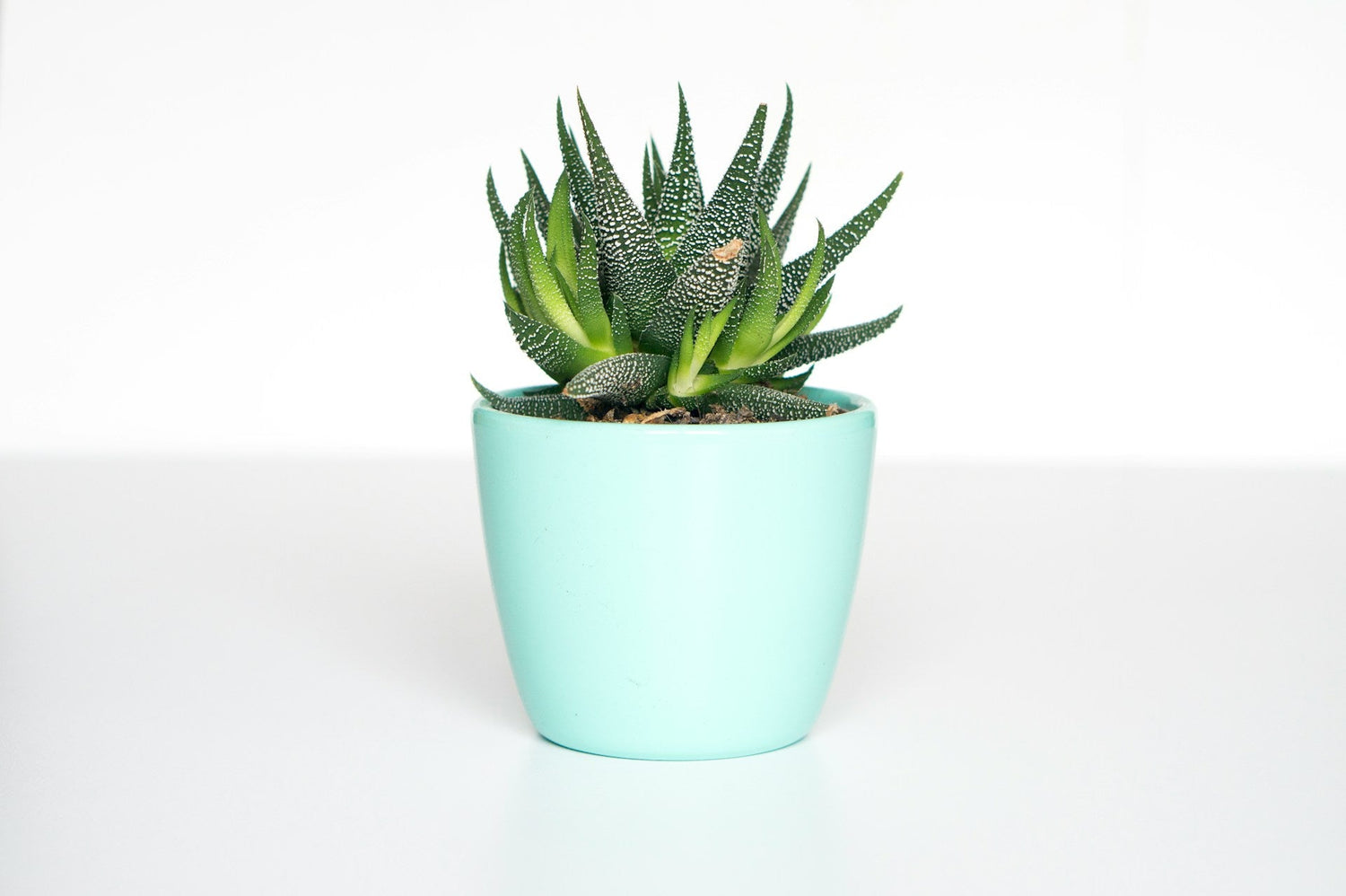 Pottery & Planters