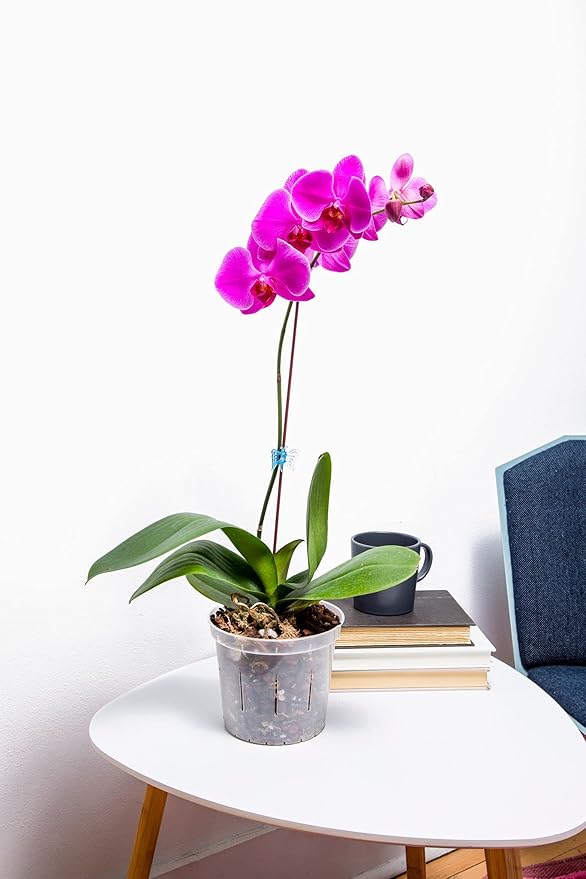 rePotme Orchid Pot - 8 inch Slotted Orchid Pots with Holes - 3 Pack (Blue Sapphire)