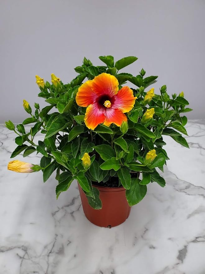 Hibiscus Bush - Fiesta Flower - Tropical Plants of Florida - Overall Height 22" to 26" (Plant Only)