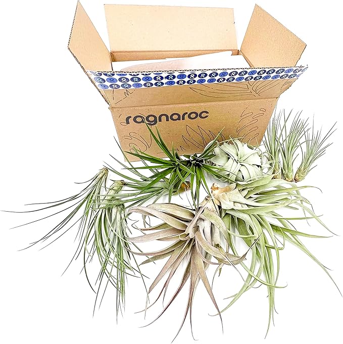 Holiday Hosting Gift Box Jumbo - 12ct - Tillandsia Air Plant Set - Live Arrival Guaranteed - House Plants for Home Decor & Gift