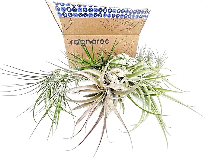Holiday Hosting Gift Box Jumbo - 12ct - Tillandsia Air Plant Set - Live Arrival Guaranteed - House Plants for Home Decor & Gift