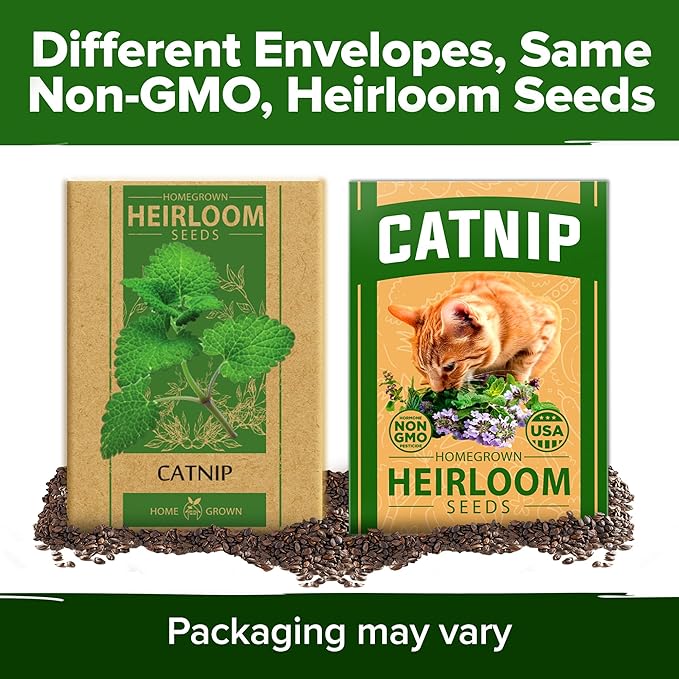 HOME GROWN Catnip Seeds (2 Pack) 𝗡𝗢𝗡-𝗚𝗠𝗢, 𝗨𝗦𝗔-𝗦𝗢𝗨𝗥𝗖𝗘𝗗 Heirloom Herb 4232 Seeds - Indoor or Outdoor Seed - High-Germination Cat Nip - Cat Safe Plants (Nepeta cataria)